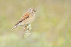 328 Bluthänfling - Linaria cannabina ♀