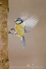 280 Blaumeise - Cyanistes caeruleus