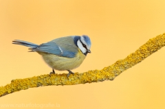 284 Blaumeise - Cyanistes caeruleus