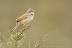 320 Dorngrasmücke - Sylvia communis