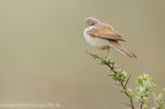 319 Dorngrasmücke - Sylvia communis