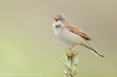 318 Dorngrasmücke - Sylvia communis