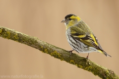 169 Erlenzeisig - Carduelis spinus