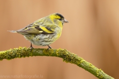 177 Erlenzeisig - Carduelis spinus