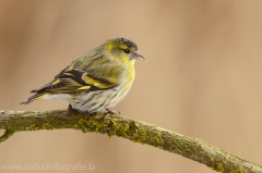 168 Erlenzeisig - Carduelis spinus