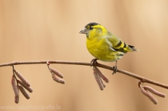 172 Erlenzeisig - Carduelis spinus