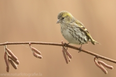 170 Erlenzeisig - Carduelis spinus