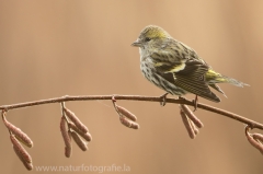 171 Erlenzeisig - Carduelis spinus