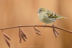 173 Erlenzeisig - Carduelis spinus