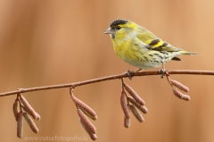 174 Erlenzeisig - Carduelis spinus