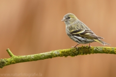 175 Erlenzeisig - Carduelis spinus