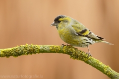 176 Erlenzeisig - Carduelis spinus