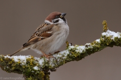 150 Feldsperling - Passer montanus