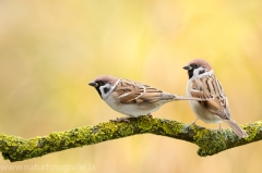 249 Feldsperling - Passer montanus