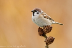 250 Feldsperling - Passer montanus