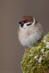 153 Feldsperling - Passer montanus