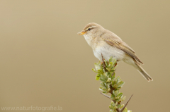 325 Fitis - Phylloscopus trochilus