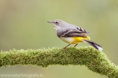 303 Gebirgsstelze - Motacilla cinerea