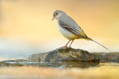 352 Gebirgsstelze - Motacilla cinerea