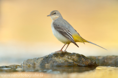 353 Gebirgsstelze - Motacilla cinerea