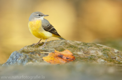 354 Gebirgsstelze - Motacilla cinerea