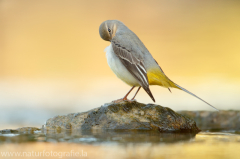 355 Gebirgsstelze - Motacilla cinerea