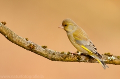 300 Grünfink - Chloris chloris ♂