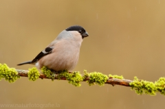 273 Gimpel - Pyrrhula pyrrhula ♀