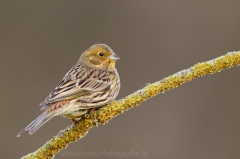 167 Goldammer - Emberiza citrinella