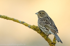 166 Goldammer - Emberiza citrinella