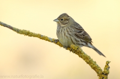 165 Goldammer - Emberiza citrinella