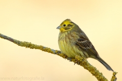 163 Goldammer - Emberiza citrinella