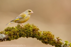 198 Grünfink - Chloris chloris