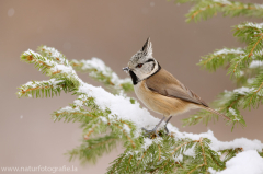 357 Haubenmeise - Lophophanes cristatus