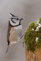 121 Haubenmeise - Parus cristatus