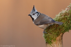 123 Haubenmeise - Parus cristatus