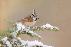 358 Haubenmeise - Lophophanes cristatus