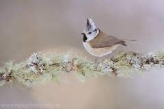 252 Haubenmeise - Lophophanes cristatus