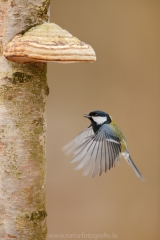 279 Kohlmeise - Parus major