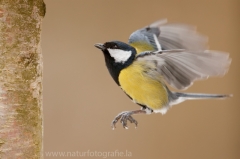 277 Kohlmeise - Parus major