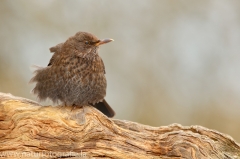 297 Amsel - Turdus merula ♀