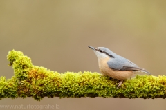 254 Kleiber - Sitta europaea