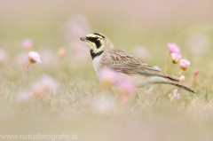 307 Ohrenlerche - Eremophila alpestris