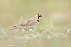 308 Ohrenlerche - Eremophila alpestris