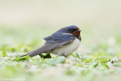 157 Rauchschwalbe - Hirundo rustica