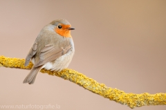 296 Rotkehlchen - Erithacus rubecula