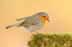 290 Rotkehlchen - Erithacus rubecula