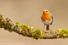 208 Rotkehlchen - Erithacus rubecula