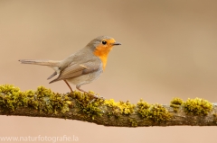 209 Rotkehlchen - Erithacus rubecula