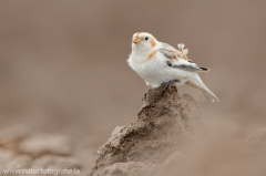 342 Schneeammer - Plectrophenax nivalis